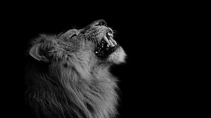 Abstract Lion Art, no people, whisker, indoors, mammal Free HD Wallpaper