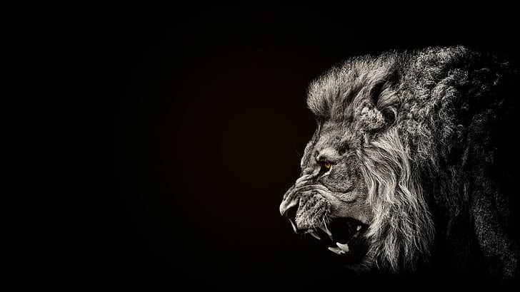 Aslan Cartoon, black, lion, selective coloring, animals Free HD Wallpaper