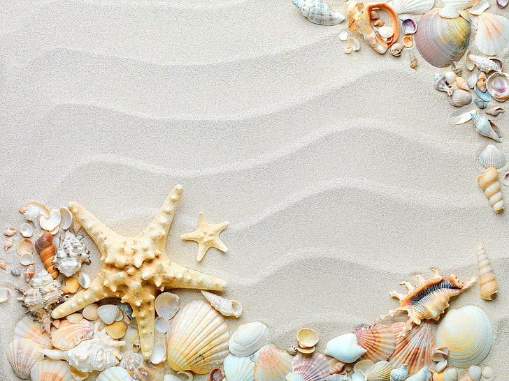 Beach Theme, frame, shell, pattern, textured Free HD Wallpaper