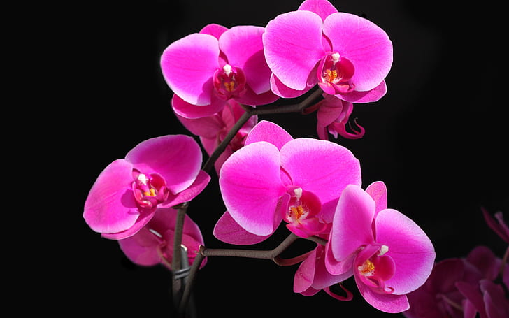 beautiful, Phalaenopsis, phalaenopsis, orchid Free HD Wallpaper