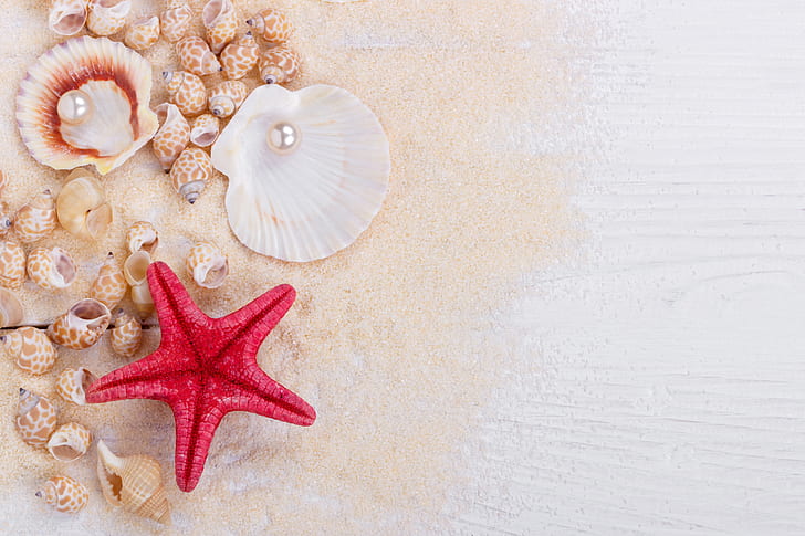 Beautiful Seashells, starfish, perl, pearl, still life Free HD Wallpaper