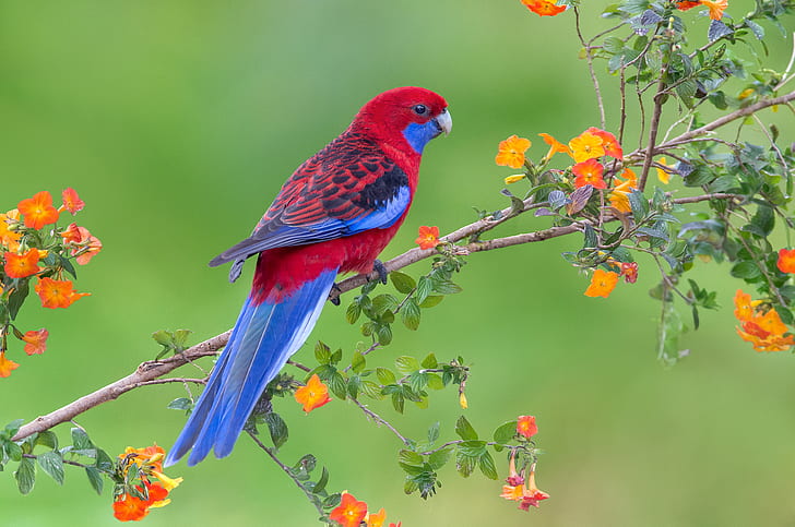 birds, crimson rosella, rosella, branch Free HD Wallpaper