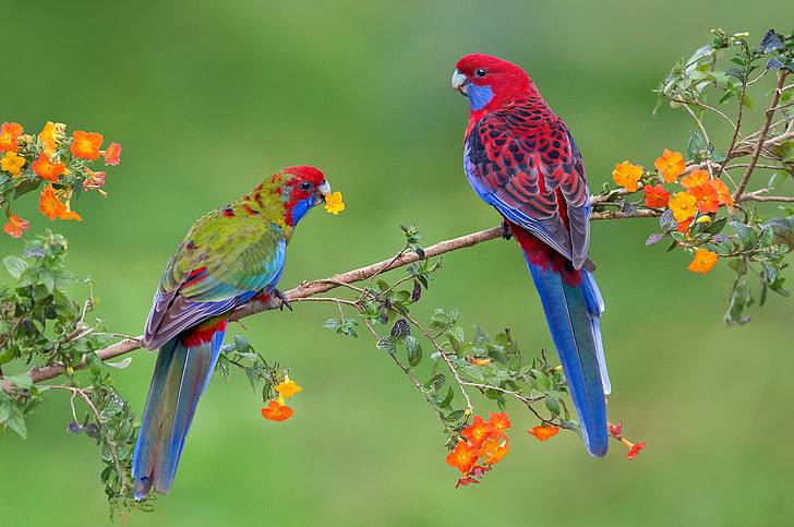 Birds Sitting On a Tree Branch, animals in the wild, two animals, tree, feather Free HD Wallpaper