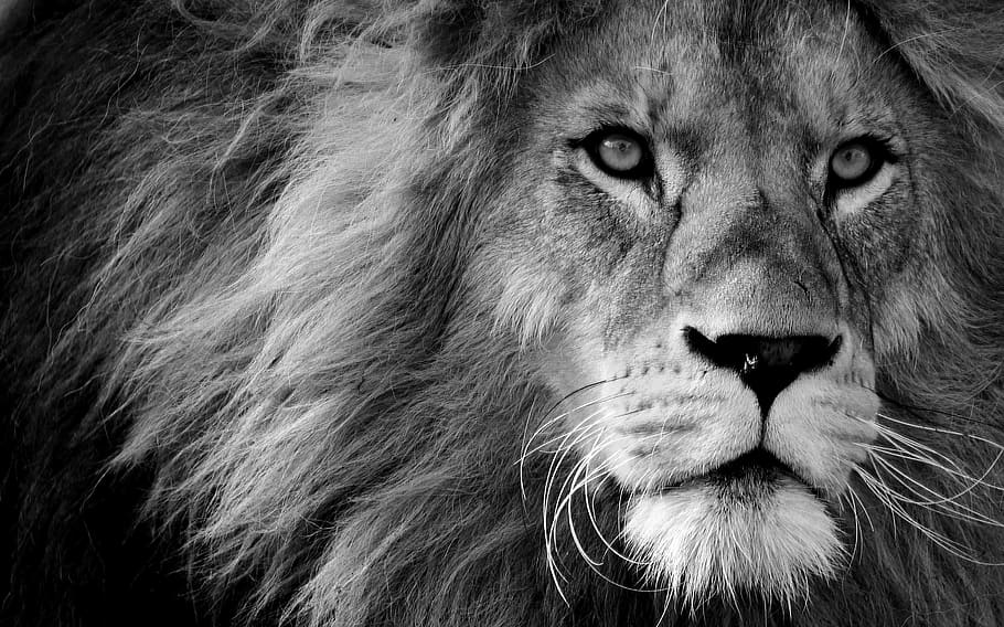 Black and White Baby Lion, zoo, one animal, male, closeup Free HD Wallpaper