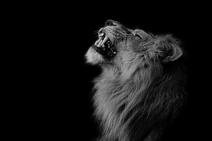 Black and White Photography Lion, animal body part, cat, indoors, roaring Free HD Wallpaper