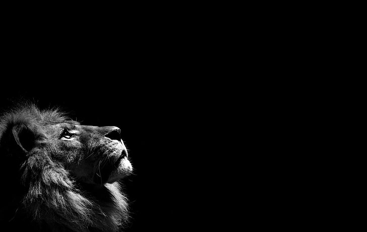 Black Lion, ape, animal wildlife, looking away, mammal Free HD Wallpaper