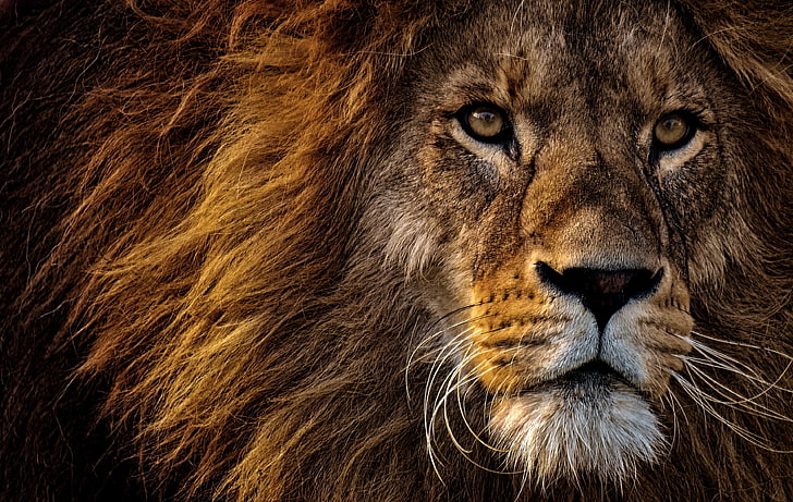 Black Lion Eyes, male animal, one animal, portrait, closeup Free HD Wallpaper