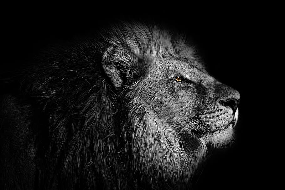 Black Lion, white, profile view, closeup, feline Free HD Wallpaper