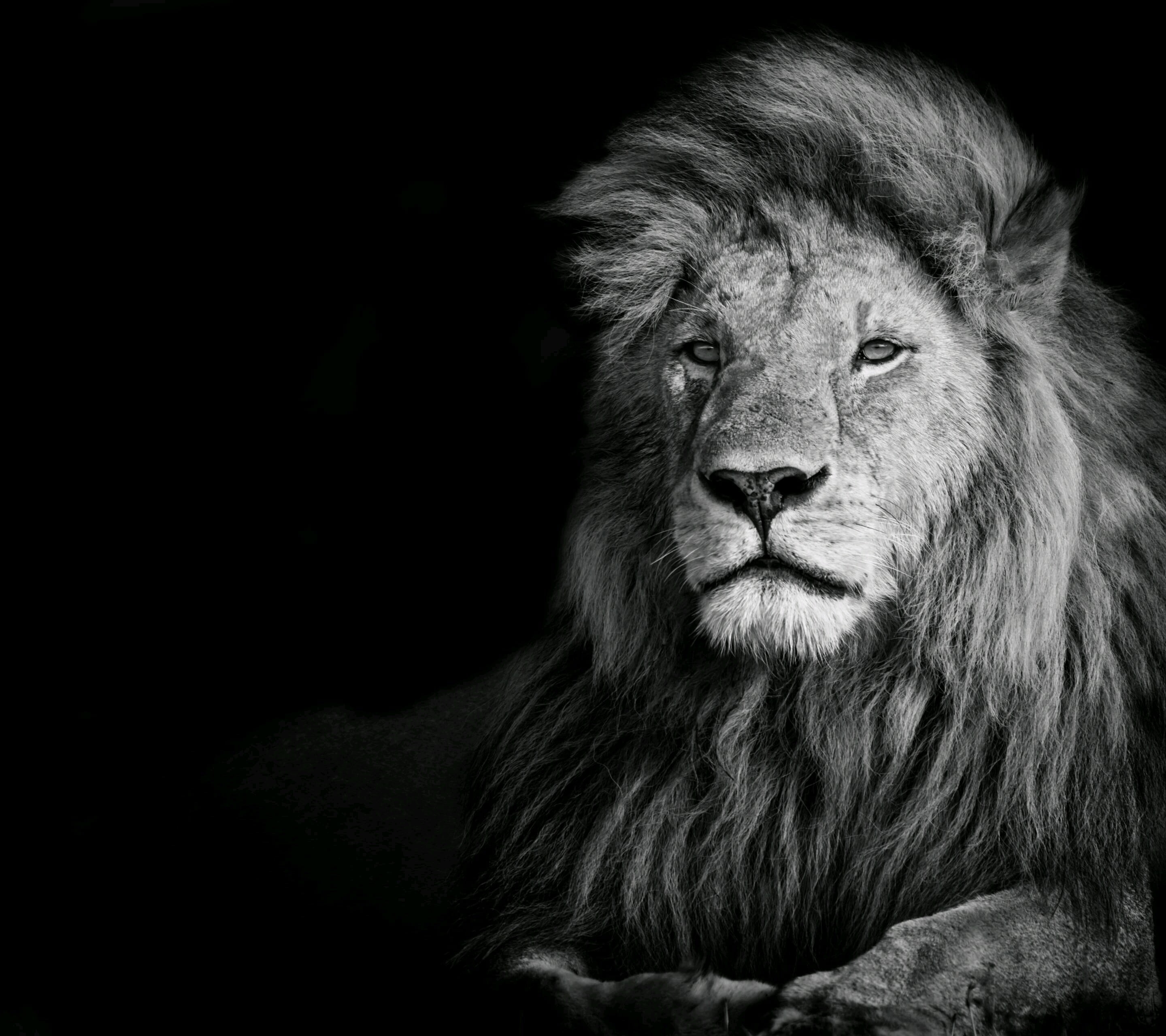 Black White Lion, vertebrate, looking away, no people, mammal