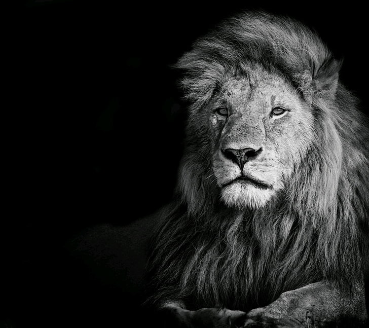 Black White Lion, vertebrate, looking away, no people, mammal Free HD Wallpaper