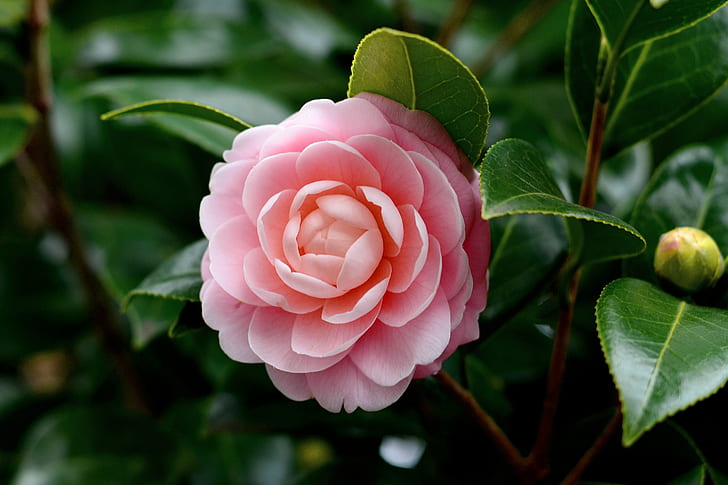 Camellia Sasanqua Pink, japan, aoba ward, plant, freshness Free HD Wallpaper