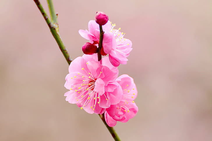 Chinese Plum Blossom Tree, sweet  lovely, cherry blossom, cho, brilliant Free HD Wallpaper
