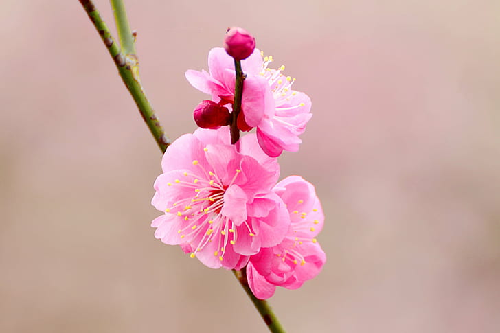 Chinese Plum Blossom Tree, sweet  lovely, cherry blossom, cho, brilliant