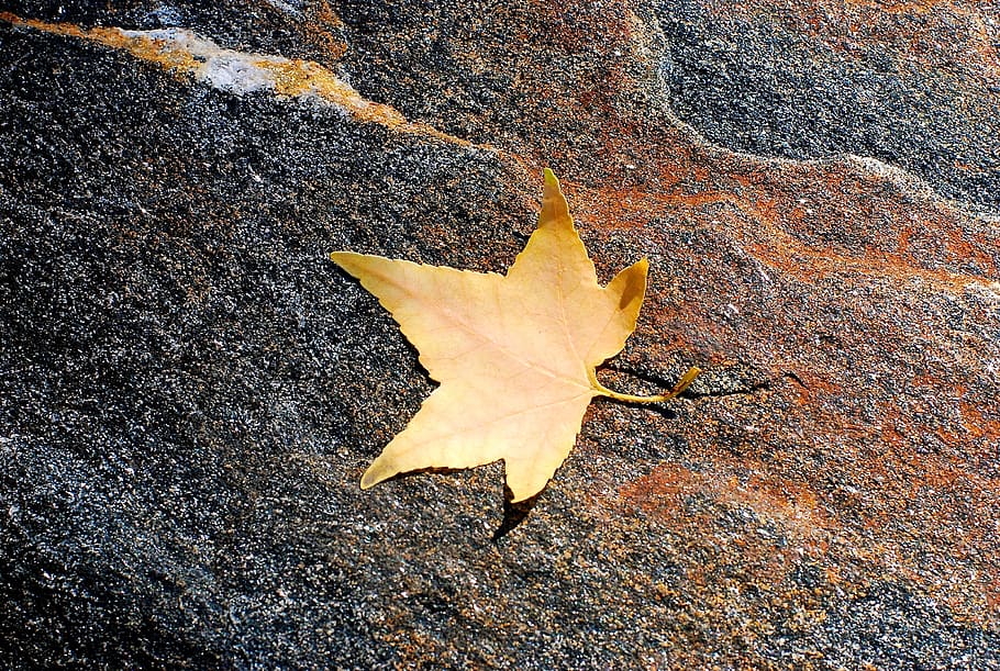 closeup, leaf vein, fragility, outdoors Free HD Wallpaper