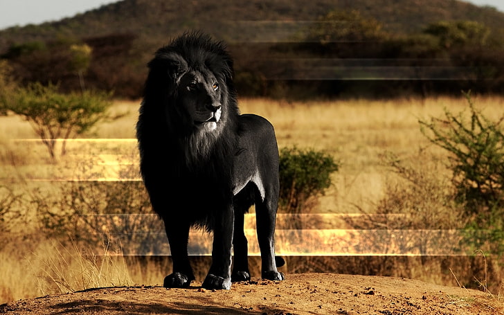 Cool Black Lion, pets, animals in the wild, carnivore, black Free HD Wallpaper