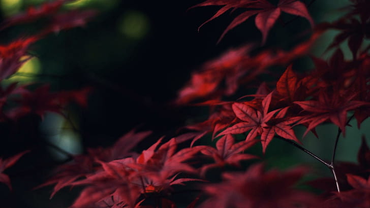 crimson, nature,, leaf,, leaves Free HD Wallpaper