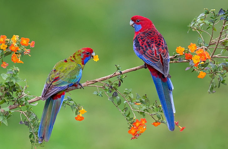 Eastern Rosella Parakeet, outdoors, nature, no people, animals in the wild Free HD Wallpaper