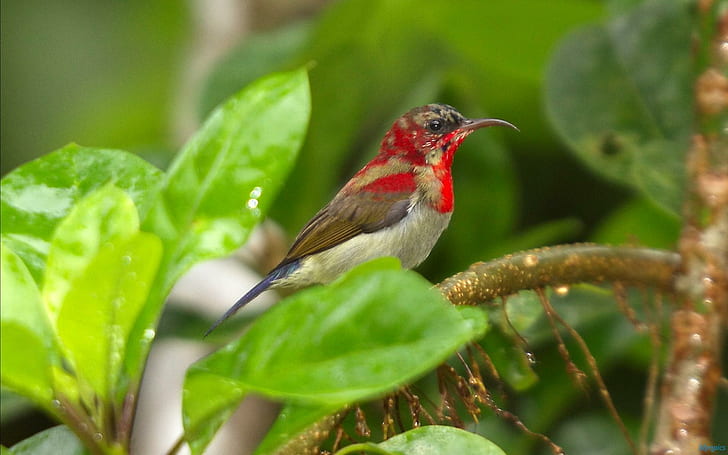 Elegant Sunbird, Crimson, crimson, sunbirds, birds, Free HD Wallpaper