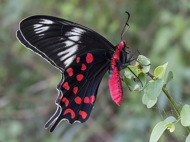 Exotic Red Butterflies, animal, nellore, heteroneura, pterygota Free HD Wallpaper