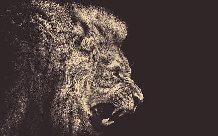 Fierce Lion, animal head, large, studio shot, closeup Free HD Wallpaper