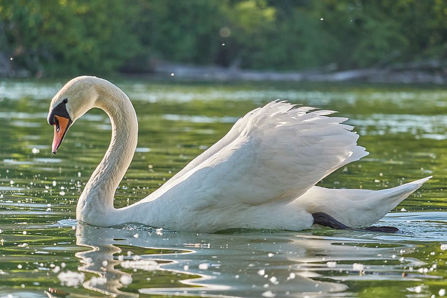 Green Swan and Black Swan in SCM, beak, vertebrate, schwimmvogel, animal wildlife Free HD Wallpaper