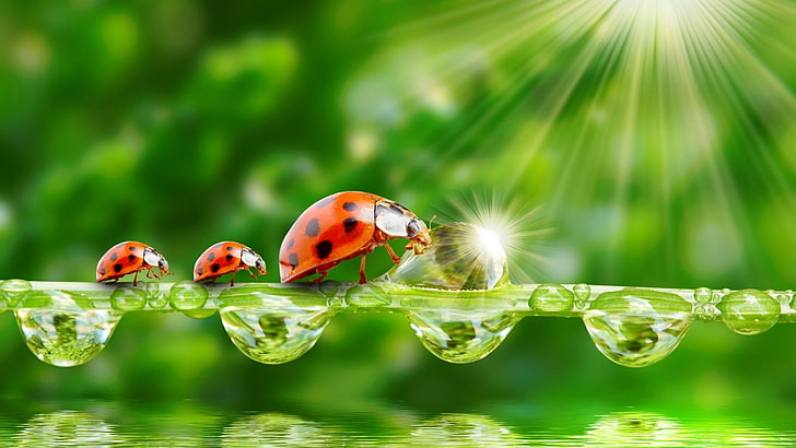 Ladybug On Flower, plant, nature, ladybug, focus on foreground Free HD Wallpaper