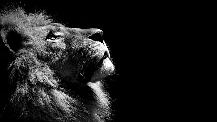 Lion Eyes, lion, black  white Free HD Wallpaper