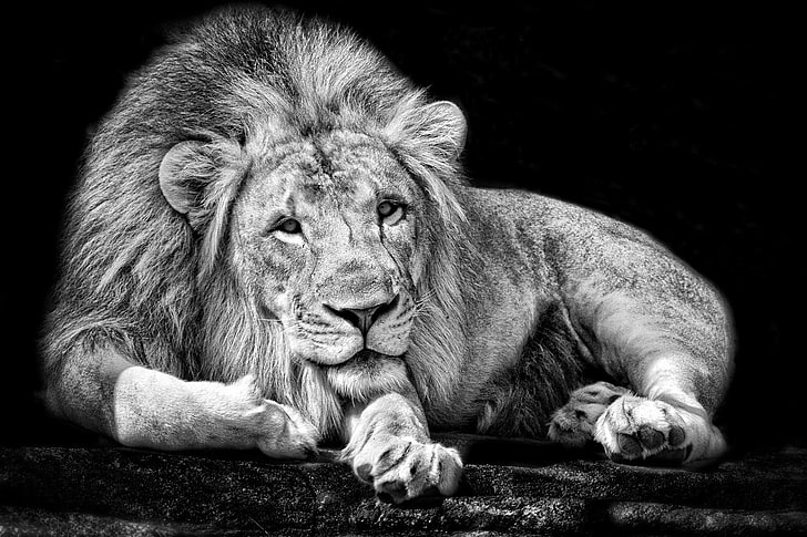 Lion Lioness Black and White, vertebrate, looking, no people, looking away Free HD Wallpaper