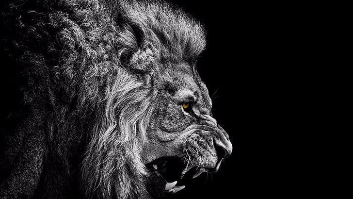 Lion Roaring Sound, black, lion, monochrome, dark Free HD Wallpaper