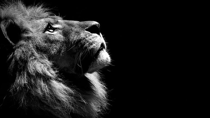 Majestic Lion Black and White, animal, profile view, looking away, dog