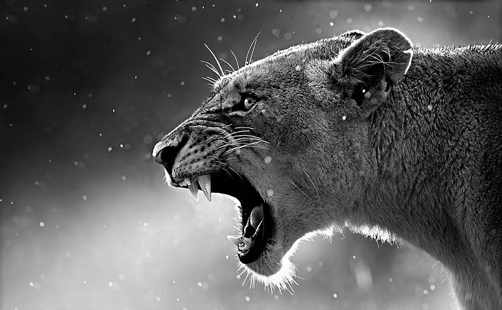 Male Lion Roaring, mouth, focus on foreground, lioness, aggression Free HD Wallpaper