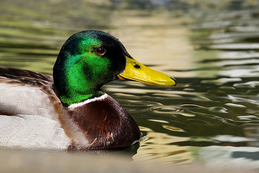 Male Mallard Duck In-Flight, males, duck bird, green, nature Free HD Wallpaper