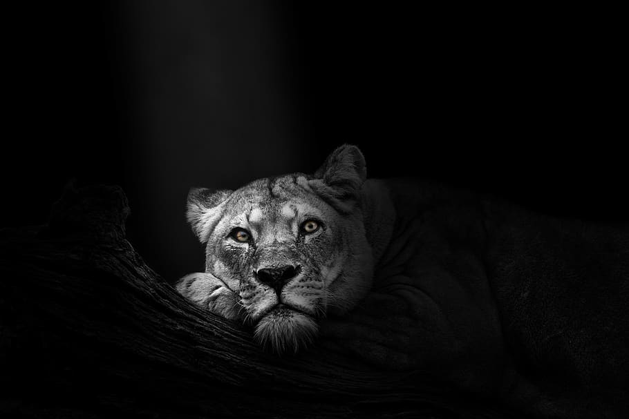 of Lioness, feline, dark, domestic animals, white Free HD Wallpaper