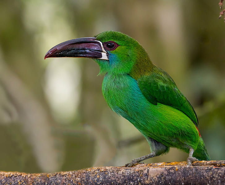 Parakeet, animals in the wild, outdoors, beak, lens