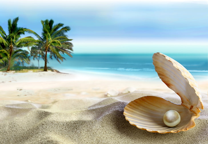 Photos of Seashells, land, coconut palm tree, coastline, wave Free HD Wallpaper