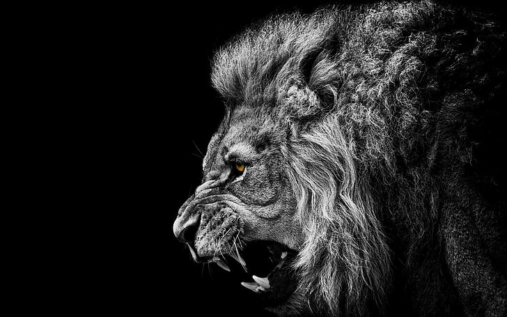 Roaring Lion Quotes, animal hair, animal, mouth open, looking Free HD Wallpaper