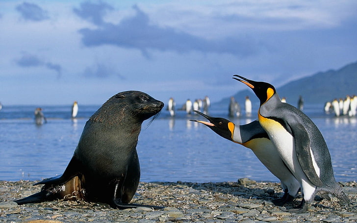 Seal Eating Penguin, side view, group of animals, land, nature Free HD Wallpaper