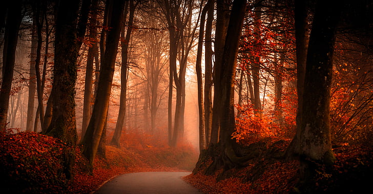 Spring, autumn, forest, pathway, crimson Free HD Wallpaper