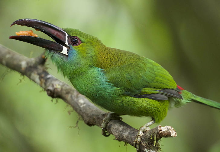 tropical rainforest, wildlife, crimsonrumped toucanet, nature Free HD Wallpaper