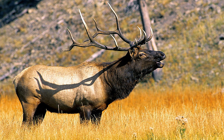 عکس, wyoming, antler, national, park