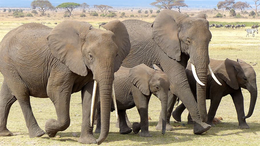 African Elephant Drawings, african elephant, group of animals, safari, vertebrate