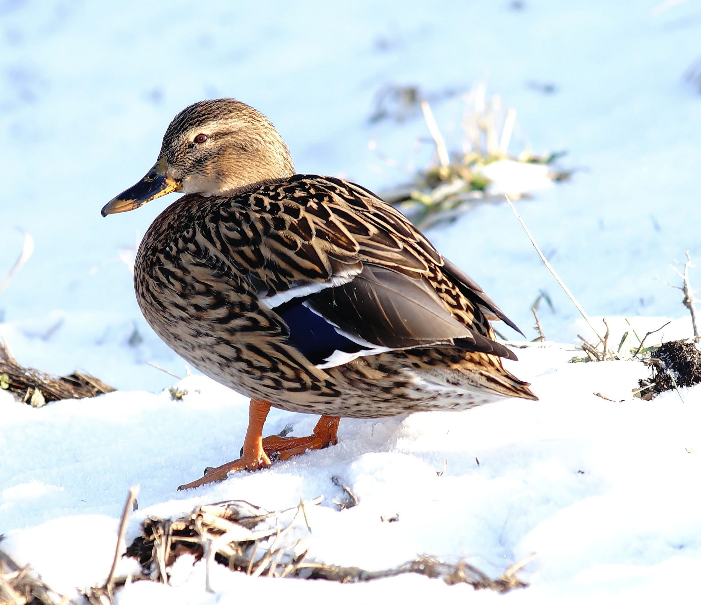 bill, vertebrate, swimming duck, animal themes