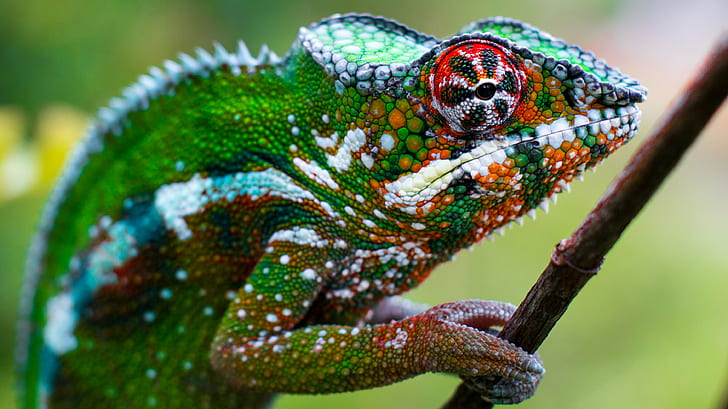 Chameleon Head, africa, macro, panther chameleon, national highway Free HD Wallpaper