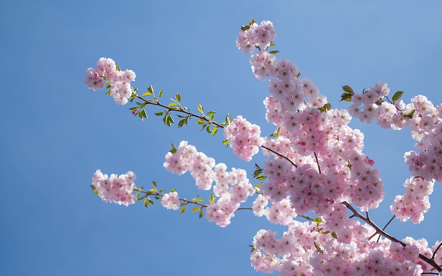 Cherry Blossom Tree Meaning, tree, pink color, pink, flowering plant Free HD Wallpaper