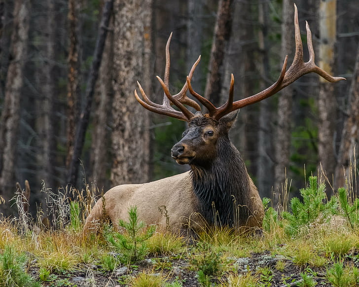 Colorado Bull Elk, animal, grand lake  colorado, bull, outdoors Free HD Wallpaper