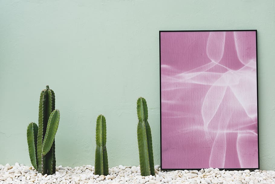 creativity, cactus, sunlight, succulent plant Free HD Wallpaper