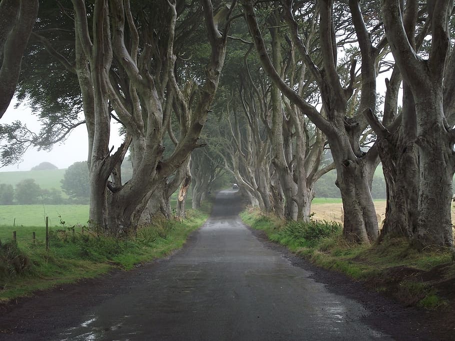 Dark Hedges Northern Ireland Map, dark, thrones, spring, trunk