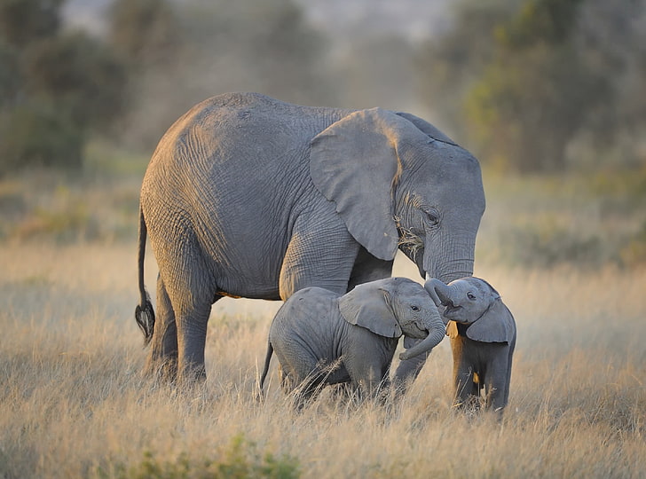 Elephant Species, adorable, grass, touristattraction, animal