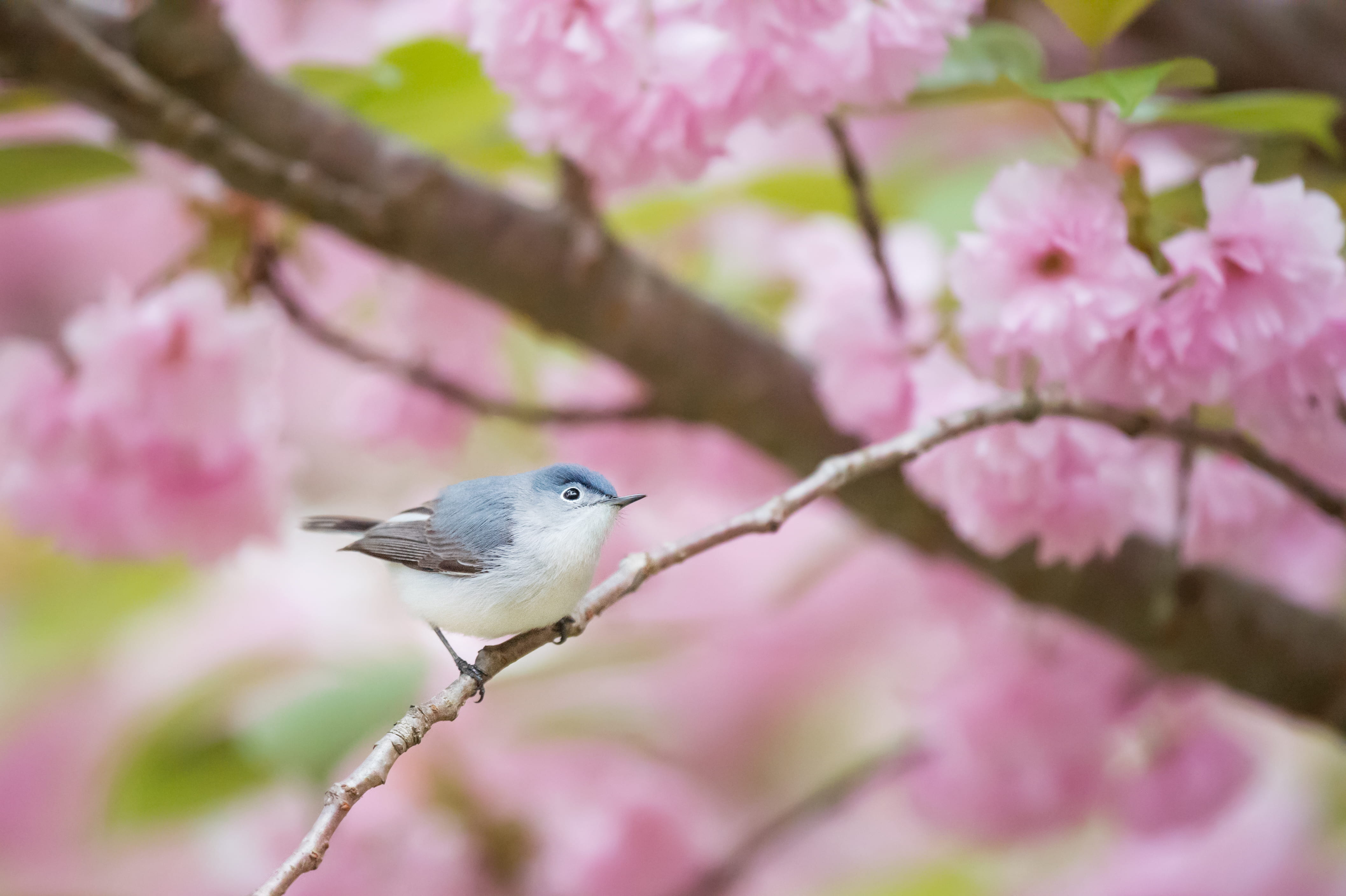 flowering plant, plant, no people, green