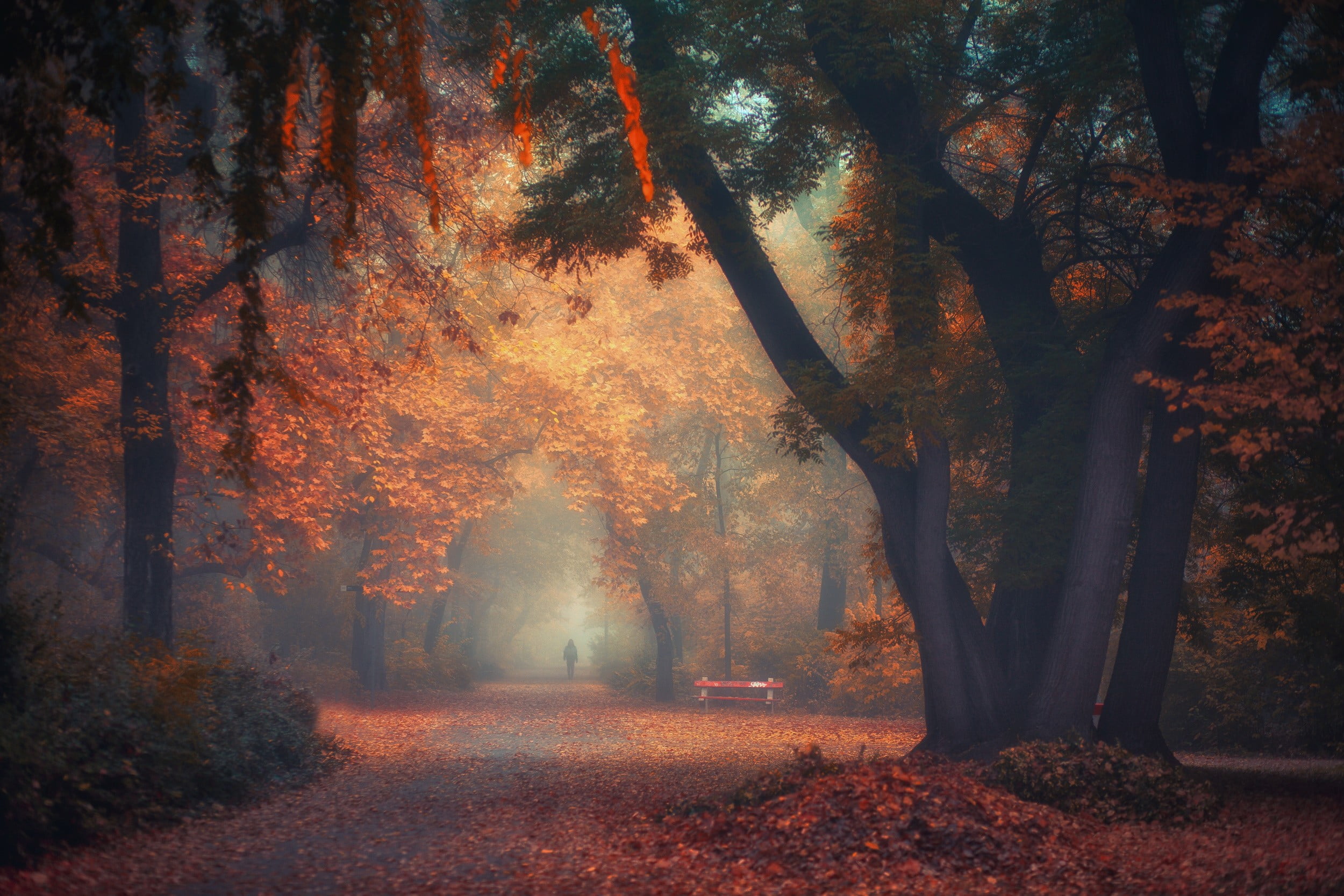 Forest Bridge Autumn, beauty in nature, october, morning, outdoors